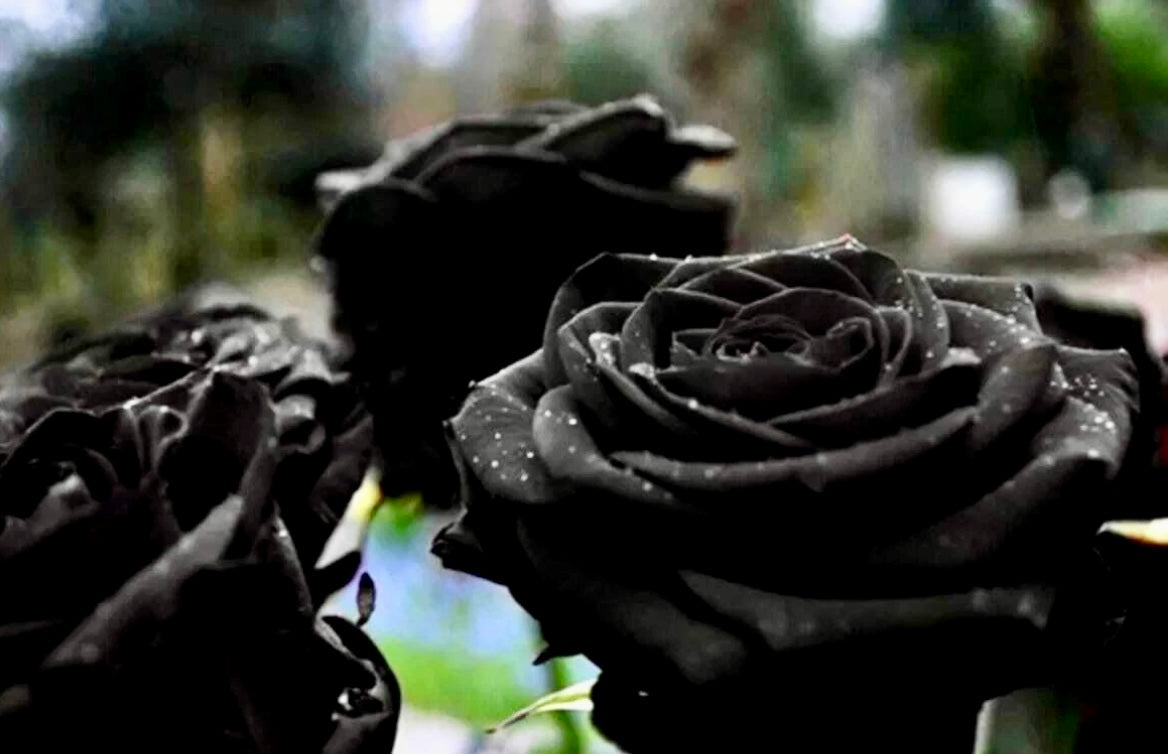 Black Magic Rose Seeds ~ Plants ~ Garden ~ Grow Your Own ~ Spring Flowers ~ Instead of Flowers ~ Presents