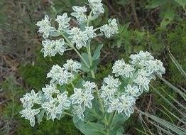 Euphorbia Marginata Seeds ~ Kilimanjaro ~ Rare Plants ~ Snow On The Mountain  ~ Spring Flowers ~ Instead of Flowers ~ Presents