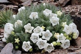 Rare Ice Cup Flower Seeds ~ Caiophora Coronata ~ Unique ~ Grow Your Own ~ Spring Flowers