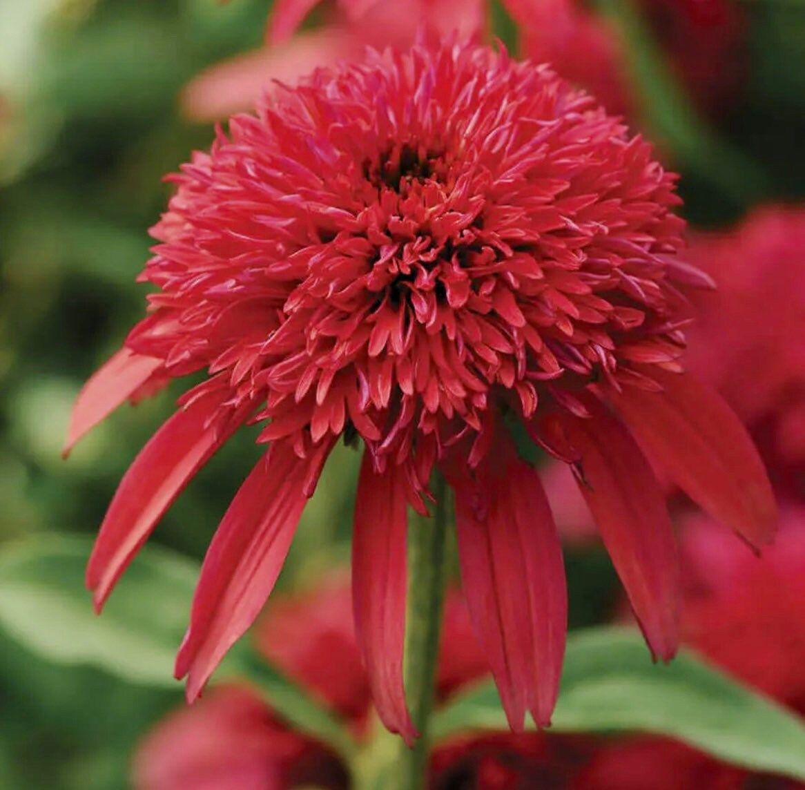 Double Cranberry Coneflower Seeds ~ Echinacea Hybrid ~ Flowering Plant ~ Unusual Flowers ~ Flower ~ Growing Flowers ~ Garden ~ Plant