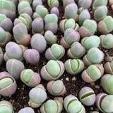 Gibbaeum Comptonii Seeds ~ Exotic ~ Succulent ~ Rare ~ Ice Living Rocks ~ Mesembs Succulents ~ Unusual ~ Cool Plants ~ Easy Care