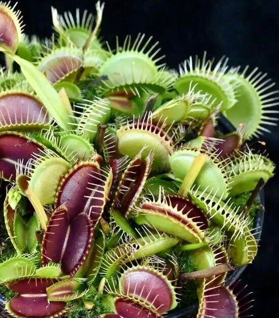 Variety Venus Flytrap Seeds ~ The Seeds of Giants ~ Carnivorous Plants ~ Carnivore ~ Grow Your Very Own