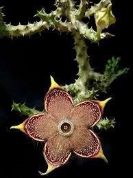 Edithcolea Grandis Seeds ~ Persian Carpet Flower ~ Succulents ~ Cool Plants ~ Easy Care