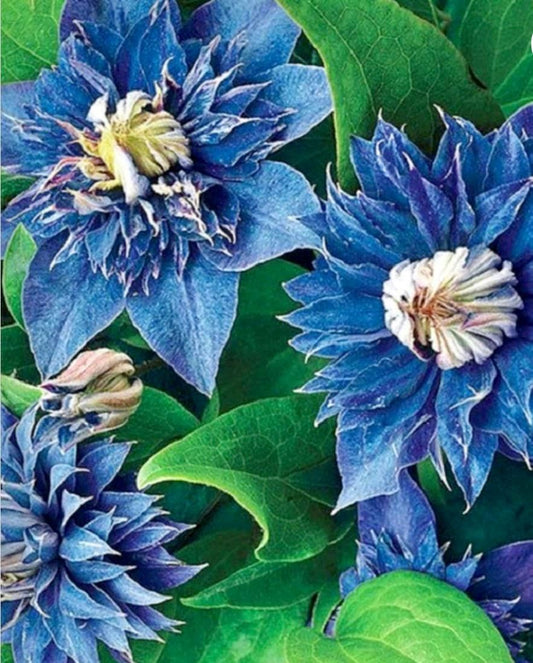 Double Blue Clematis Seeds ~ Blooms ~ Climbing Perennial ~ Grow Your Own ~ Spring