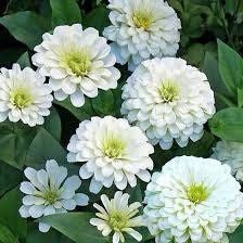 Zinnia “Polar Bear” Seeds ~ Flowers ~ Butterflies Love ~ Non-GMO Seeds ~ Cool Flowers ~ Rare