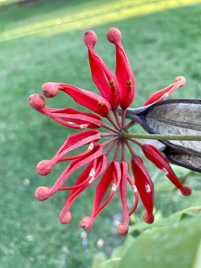 Rare Firewheel Tree Seeds ~ Stenocarpus Sinuatus ~ Plants ~ Garden ~ Exotic ~ Unique ~ Tropical