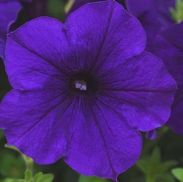 Petunia Multiflora Quinto Blue Seeds ~ Petunia x Hybrid ~ Plants ~ Garden ~ Grow Your Own ~ Spring Flowers ~ Instead of Flowers ~ Flowers