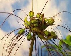 Rare Green Tacca Chantrieri Seeds ~ Black Bat Flower ~ Black Lily ~ Bat ~ Devil’s Flower ~ Exotic Flower ~ Unusual Flowers