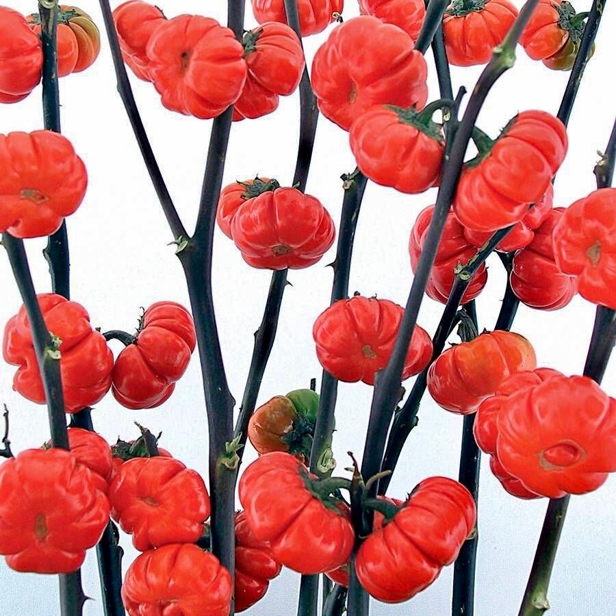 Rare Ornamental ‘Pumpkin On A Stick’ Seeds ~ Grow Your Own ~ Autumn ~ Halloween ~ Fairytale ~ Fall ~ Season ~ Dried Flowers ~ Bouquet