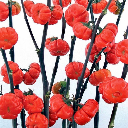 Rare Ornamental ‘Pumpkin On A Stick’ Seeds ~ Grow Your Own ~ Autumn ~ Halloween ~ Fairytale ~ Fall ~ Season ~ Dried Flowers ~ Bouquet