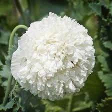 Cream Peony Poppies ~ Papaver Paeoniflorum  ~ Cool Flowers ~ Rare ~ Heirloom