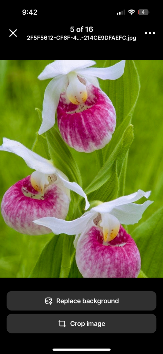 Showy Lady’s Slipper Orchid Starter Grow Kit ~ Cypripedium Parviflorum ~ Stocking Stuffers ~ Fun Projects
