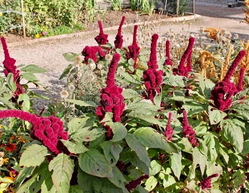 Amaranth Elephant Head Seeds ~ Amaranthus Gangeticus ~ Unique ~ Dried Flowers ~ Bouquets ~ Bizarre