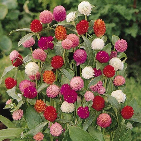 Multicolor Helichysum Strawflower Seeds ~ Plants ~ Garden ~ Grow Your Own ~ Spring Flowers ~ Flowers ~ Dried Flowers ~ Boho ~ Colorful