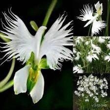 Fringed Orchid Seeds ~ Habenaria Radiata ~ Crane Orchid ~ Pecteilis Radiata ~ The White Egret Flower ~ Fringed Orchid ~ Exotic