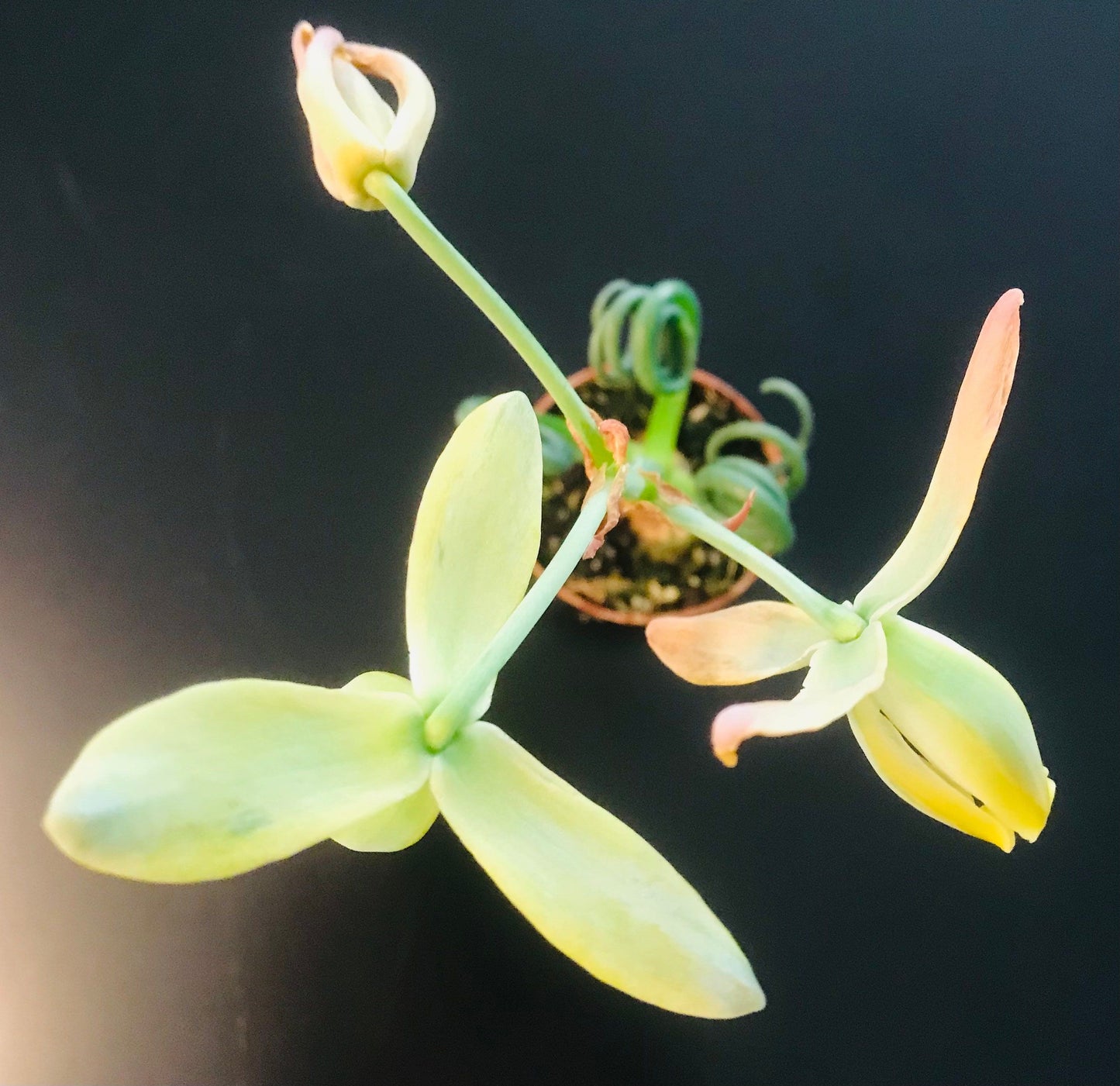 Frizzle Sizzle ~ Albuca Spiralis ~ Corkscrew Albuca ~ Albuca