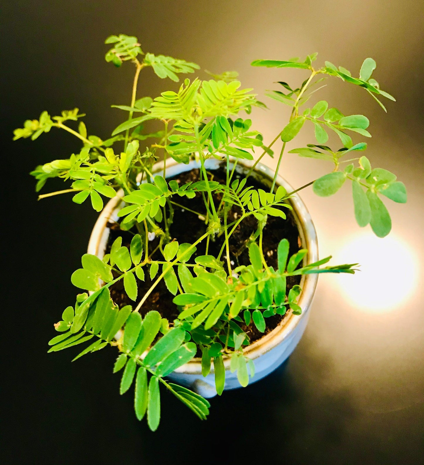 RARE Mimosa Pudica Plant~Touch-Me-NOT Baby Plant with Ceramic Face Pot~Sleepy Plant~Sensitive Plant~Shame Plant~Action Plant~Zombie Plant
