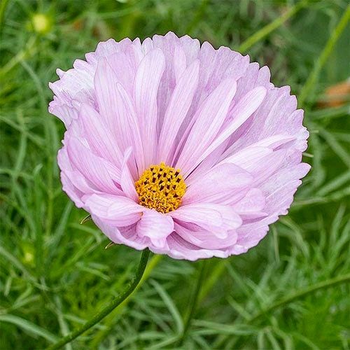 Cosmos Cupcake Blush Seeds ~ Cosmos ~ Cool Flowers ~ Grow Your Own ~ Butterflies ~ Bees ~ Annual ~ Summer ~ Spring ~ Bouquets