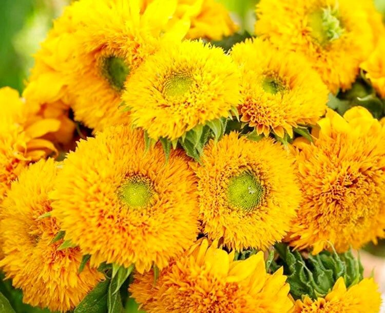 Dwarf Teddy Bear Sunflower Seeds ~ Helianthus Annuus ~ Sungold ~ Yellow ~ Cute Flowers ~ Garden ~ Boutique ~ Kids ~ Unique