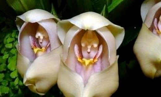 Swaddled Babies Orchid Seeds ~ Anguloa Uniflora ~ Unique ~ Houseplant ~ Orchids ~ Pretty ~ Flowers