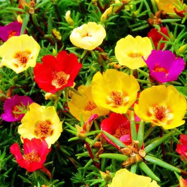 Mixed Color Moss Seeds ~ Rose Purslane Double Flower Seeds ~ Plants ~ Garden ~ Grow Your Own ~ Spring Flowers