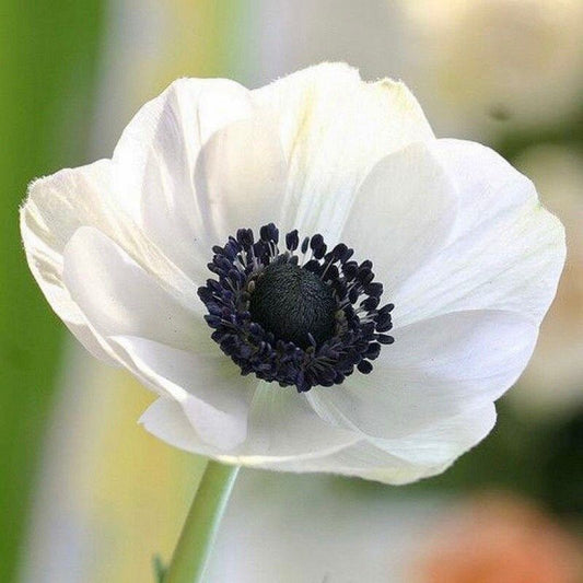 Japanese Anemone Seeds ~ Anemone Hupehensis ~ Marianne Panda ~ Wildflowers ~ Heirloom ~ Bouquet ~ Fresh Cut Flowers ~ Wedding ~ Floral