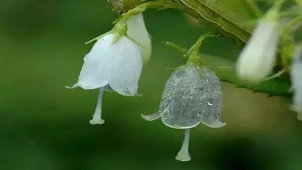 Skeleton Flower Seeds ~ Crystal Flower ~ Gray’s Double-Leaf ~ Twoflower ~ Diphylleia Grayi ~ Cool Flowers ~ Rare ~ Heirloom Seeds