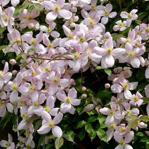 Pink Fragrant Spring Clematis Seeds ~ Montana ~ Fragrance Flowers ~ Vanilla ~ Garden ~ Grow Your Own ~ Spring Flowers ~ Instead of Flowersu