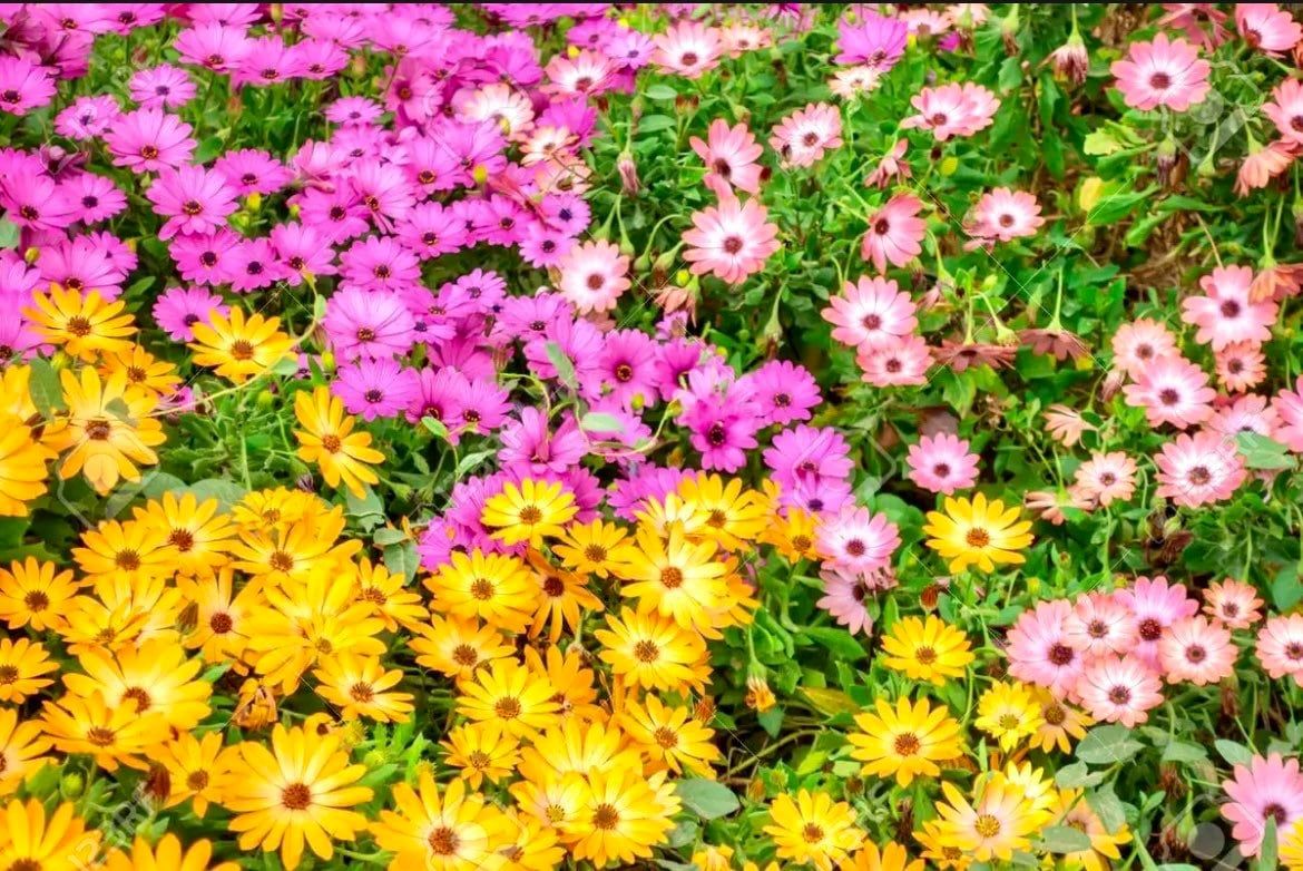 African Daisy “Cineraria Mix” Flower Seeds ~ Cape Marigold