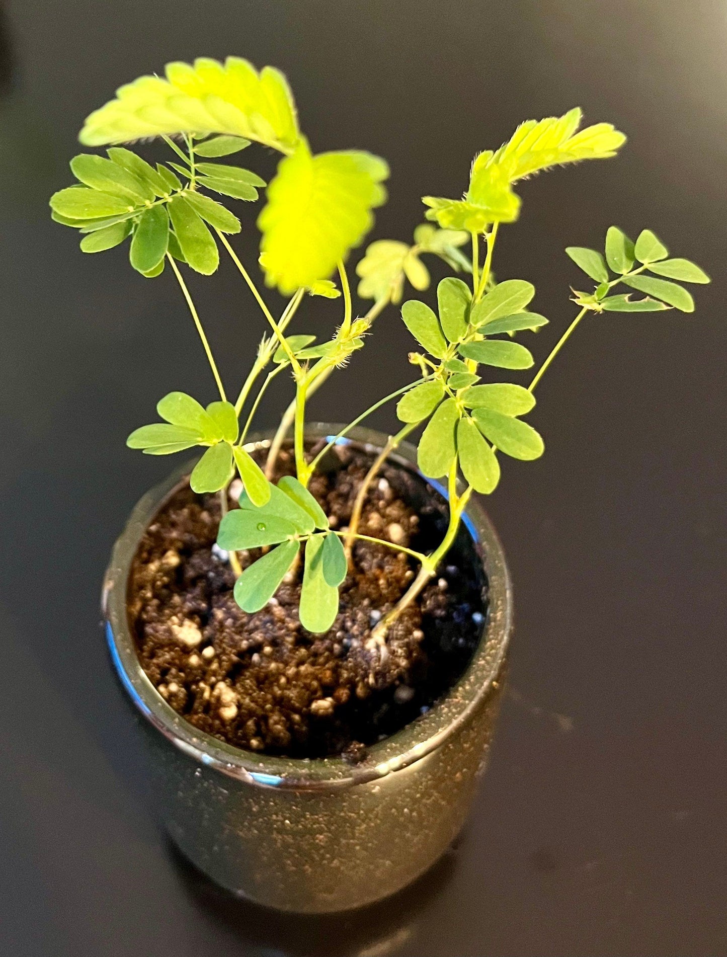 RARE Mimosa Pudica Plant~Touch-Me-NOT Plant~Sleepy Plant~Sensitive Plant~Shame Plant~Action Plant~Zombie Plant~Shy Lady Plant~Humble Plant