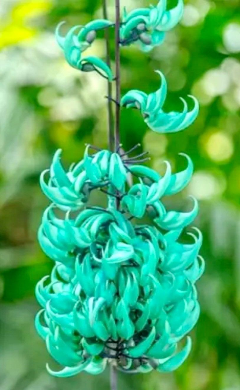 where to buy jade vine plant Rare Jade Heirloom Jade Vine Seeds ~ Strongylodon Macrobotrys ~ Emeral – Your Plant Bitch