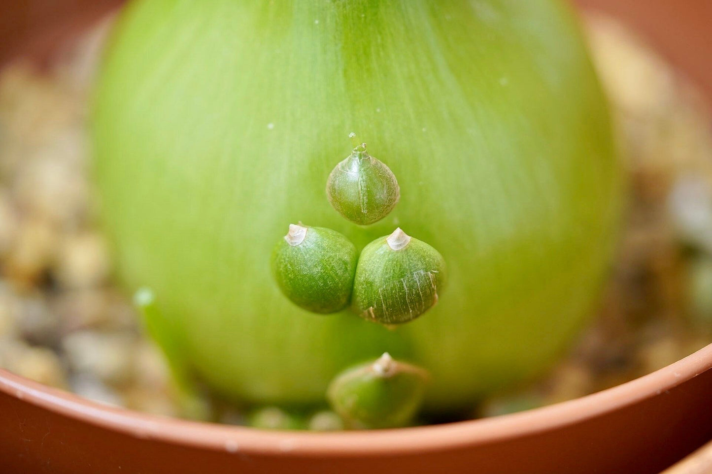 Pregnant Onion Seeds ~ Plants ~ Succulents ~ Unusual ~ Unique ~ Grow Your Own ~ Easy to Care