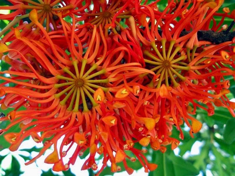 Rare Firewheel Tree Seeds ~ Stenocarpus Sinuatus ~ Plants ~ Garden ~ Exotic ~ Unique ~ Tropical