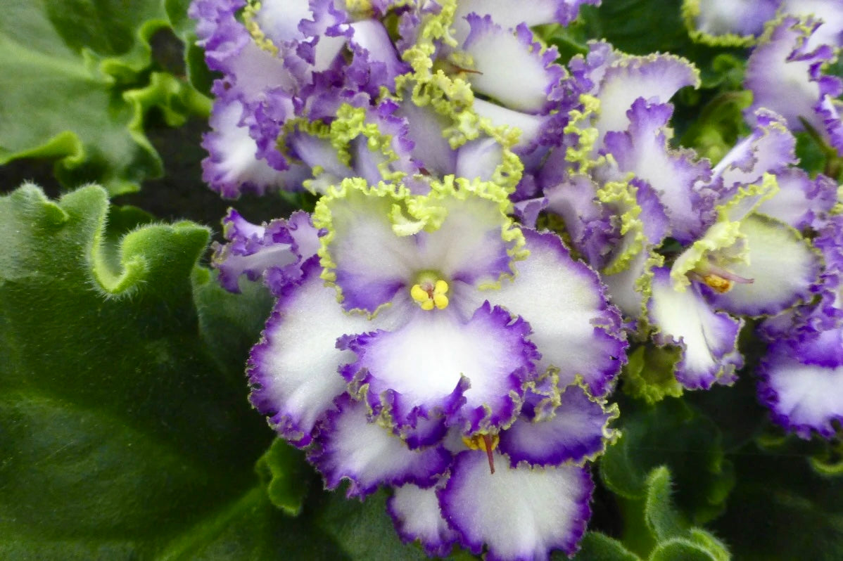 Rare African Violet Seeds ~ Saintpaulia ~ Indoor Plant ~ House Plants ~ Christmas Presents ~ Holiday Gifts ~ Stocking Stuffers