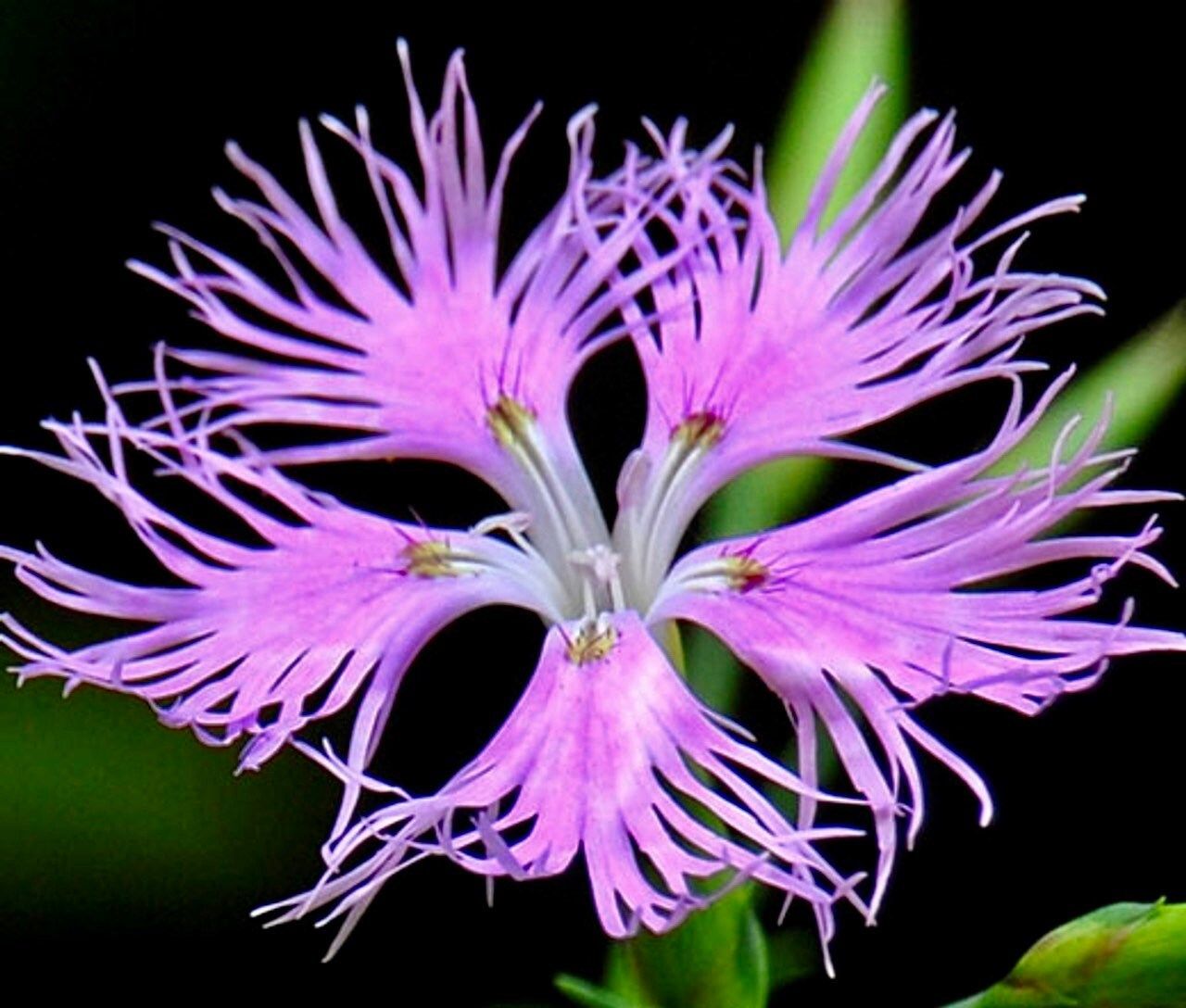 Dianthus Superbus Seeds ~ Fringed Pink ~ Grow Your Own ~ Pretty Flowers ~ Cool Flowers ~ Pink ~ Flowers ~ Flowering ~ Garden ~ Fringe