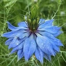 Nigella Damascena Miss Jekyll Light Blue Seeds ~ Love-in-the-Mist ~ Rare ~ Rare Plants