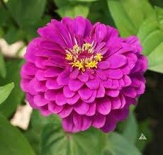 Purple Small Zinnia Seeds ~ Plants ~ Garden ~ Grow Your Own ~ Spring Flowers ~ Instead of Flowers ~ Flowers