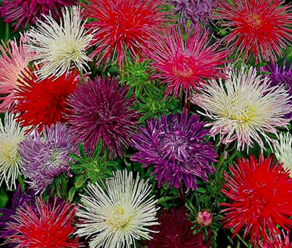 Mixed Colored Needle Aster Seeds ~ Spider Aster ~ Spring Time ~ Garden ~ Pretty Flowers ~ Bouquet ~ Wedding Flowers ~ Flowers ~ Asters