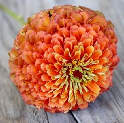 Zinnia “Queen Lime Orange” Seeds ~ Flower Seeds ~ Plants ~ Garden ~ Grow Your Own ~ Spring Flowers ~ Instead of Flowers ~ Flowers