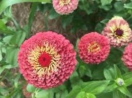 Zinnia “Queen Lime Red” Seeds ~ Flowers ~ Butterflies Love ~ Non-GMO Seeds ~ Cool Flowers ~ Rare