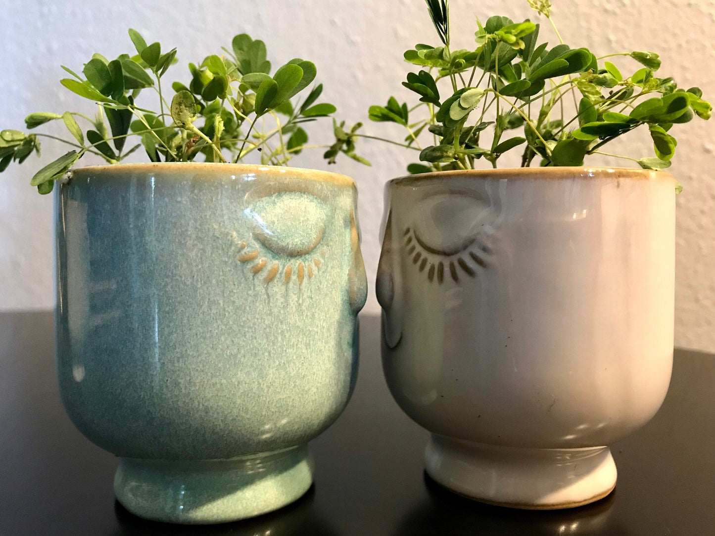 RARE Mimosa Pudica Plant~Touch-Me-NOT Baby Plant with Ceramic Face Pot~Sleepy Plant~Sensitive Plant~Shame Plant~Action Plant~Zombie Plant