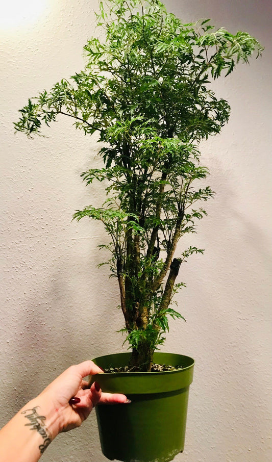 Polyscias Fruticosa ~ Ming Aralia ~ Parsley Aralia ~ Chinese Aralia ~ Tea Tree ~ Bonsai Tree ~ Happy Plant ~ Easy to Grow House Plant