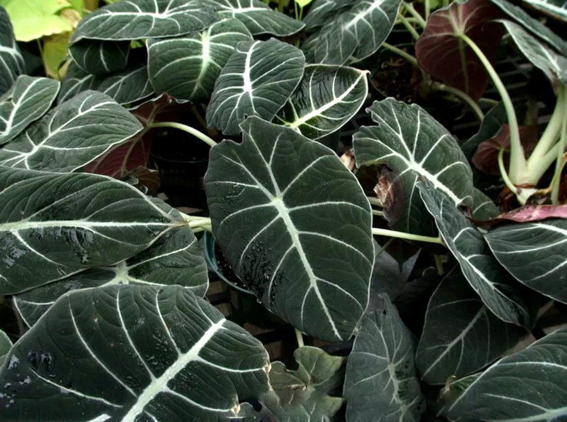 Black Velvet Elephant Ear ~ Giant Taro ~ Alocasia Reginula ~ Alocasia Black Velvet ~ Little Queen Alocasia Indoor Plants ~ Live House Plant