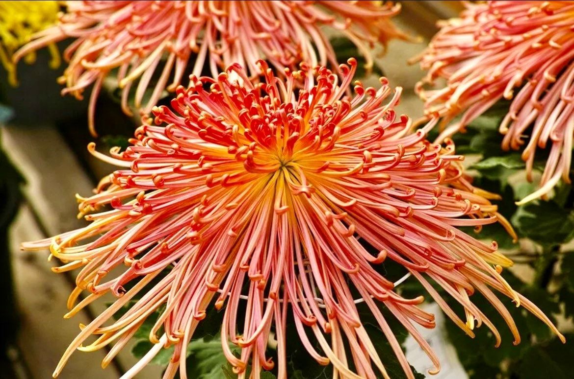 Japanese Spider Chrysanthemums Seeds ~ Garden ~ Pretty Flowers ~ Japan ~ Exotic ~ Rare ~ Plant ~ Bouquets