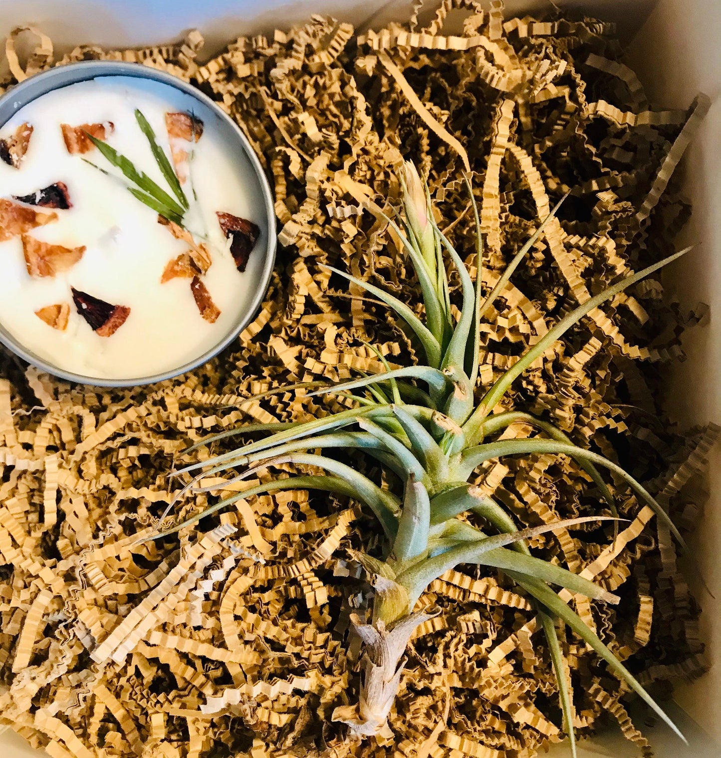 Blooming Air Plant & Candle Gift Box ~ Birthday Present ~ Thank You ~ Congratulations ~ Housewarming~ ALL Occasions