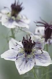 Nigella Papillosa Delft Blue Seeds ~ Forget Me Nots ~ Rare ~ Rare Plants ~ Grow Your Own ~ Spring Flowers