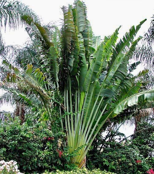 Traveler’s Palm Seeds ~ Ravenala Madagascariensis ~ Unique ~ Rare ~ Palm Tree ~ Exotic ~ Garden ~ Grow Your Own ~ Crop ~ Plant