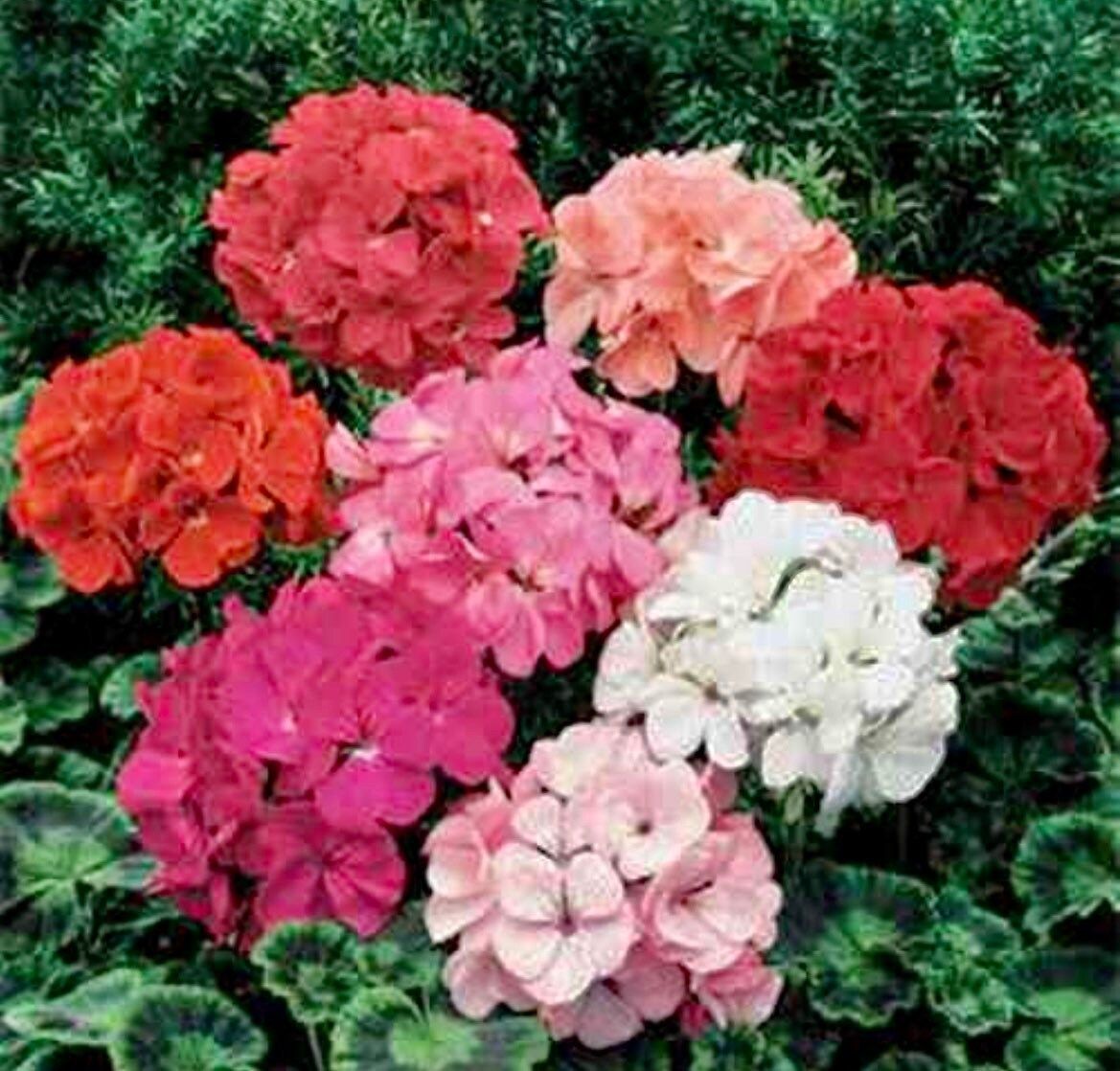 Geranium (Pelargonium) Mixed Seeds ~ Spring Flowers ~ Easy Care ~ Flowers ~ Bouquets ~ Spring