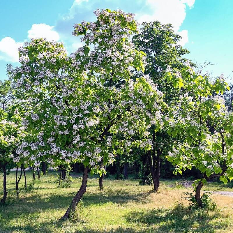 Northern Catalpa Tree Seeds ~ Indian Cigar Flower ~ Trees ~ Pretty ~Exotic ~ Gardens ~ Unique