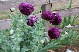 Papaver Paeoniflorum ‘Black Peony’ Poppy Seeds ~ Mixed Colors Flowers ~ Cool Flowers ~ Rare ~ Heirloom Seeds